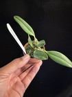 DO - Sl. Arizona var mini, coccinea, Cattleya Orchid, micro mini Cattleya, reds! — photo 4