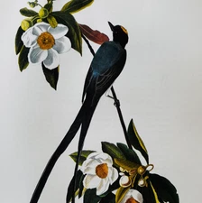 1979 Fork Tailed Flycatcher Color Plate Print Audubon Birds Of America Art F15K