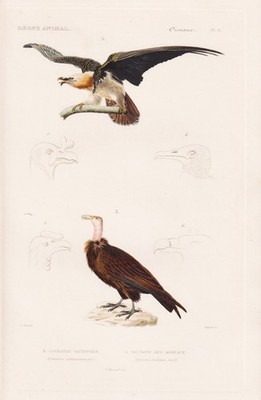 Bartgeier vulture Geier Vögel Vogel bird engraving Stahlstich Cuvier 1817