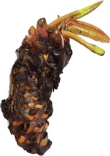 (Nymphaea Marliacea Flammea) Hardy Water Lily Tuber Live Water Plants for Pond B