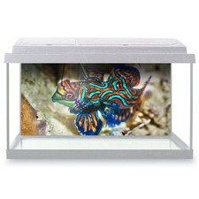 Fish Tank Background 90x45cm - Mandarinfish Tropical Madarin Fish #45666
