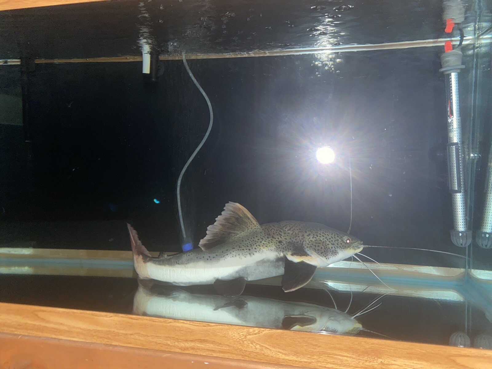 Redtail Catfish ( 1617 inch fresh water Aquarium Fish) eBay