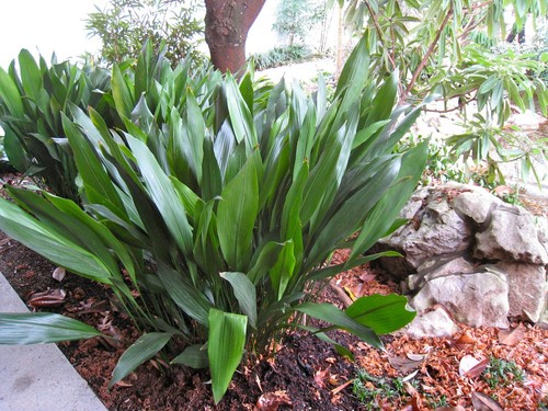 Aspidestra, carst iron plant, divides, different numbers, organic, easy - Picture 3 of 15