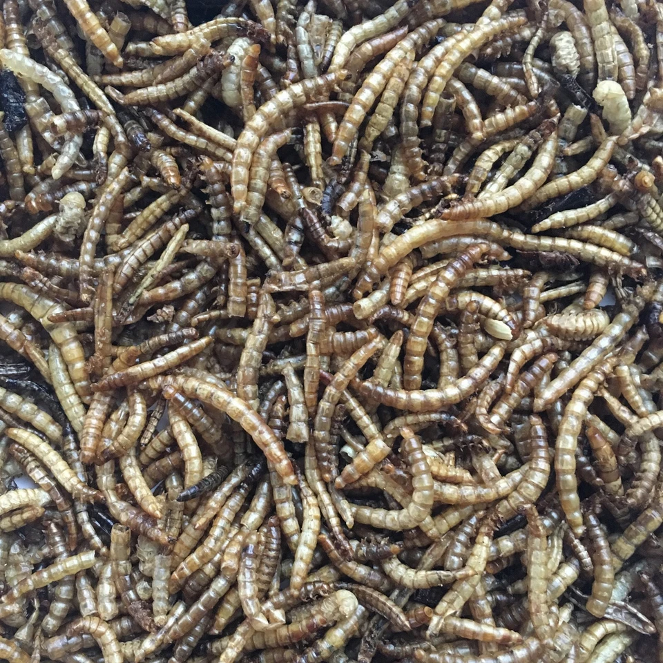 20 Lbs Bag Fly Larvae - 20 LBS TOTAL!!!! - Image 2 of 4