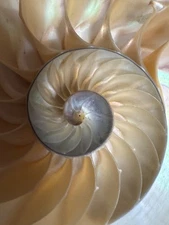 Beautiful Pearlized Polished Natural Nautilus Left Cut Single Half approx 6 1/4”