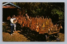 Vintage Florida Postcard PALMDALE Tom Gaskins Cypress Kneeland 1960s