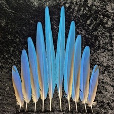 10 Blue and Gold Macaw Tail Feathers 8 inch to 22 inch Naturally Molted