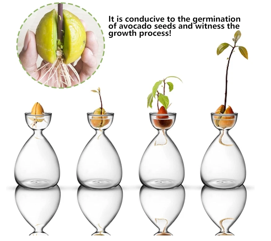 Небольшая стартовая ваза для семян авокадо, ваза для выращивания авокадо 2 шт. - Изображение 4 из 4