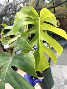 philodendron mccolley's finale vs red sun Philodendron 'McColley's Finale' – Snakeroot Botanicals main image 1
