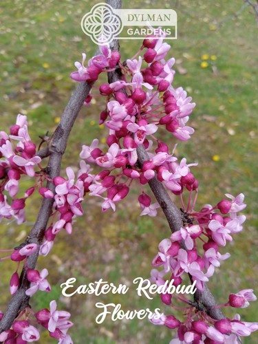 3 Eastern Redbud Tree Seedlings - Cercis canadensis - 3 to 6 inches - Live Plant - Picture 23 of 24
