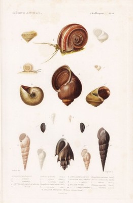 Helicina Schnecken Muscheln sea snails shells engraving Stahlstich Cuvier 1849