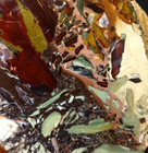 Delicious Mint Chocolate Chip Dead Camel Jasper 6 LB Collector Rough Gem Grade — photo 5