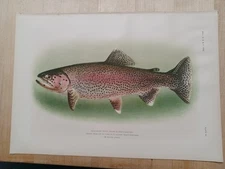 Antique Chromolithograph Print Kern river trout Fishes Evermann Bien 1905