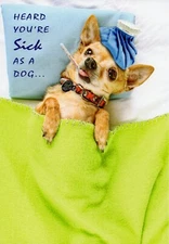 Funny GET WELL Card, Sick as a Dog Chihuahua by Designer Greetings + Envelope