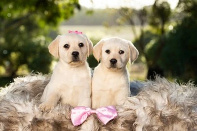Labrador Puppies For Sale In Melbourne Region Vic Dogs Puppies Gumtree Australia Free Local Classifieds