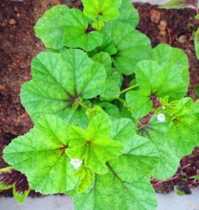 300 Graines Malva Verticillata Chinese Mallow Cluster Mallow Seeds Ebay