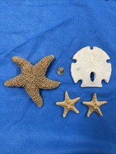 Miscellaneous Starfish and Sand Dollar #4