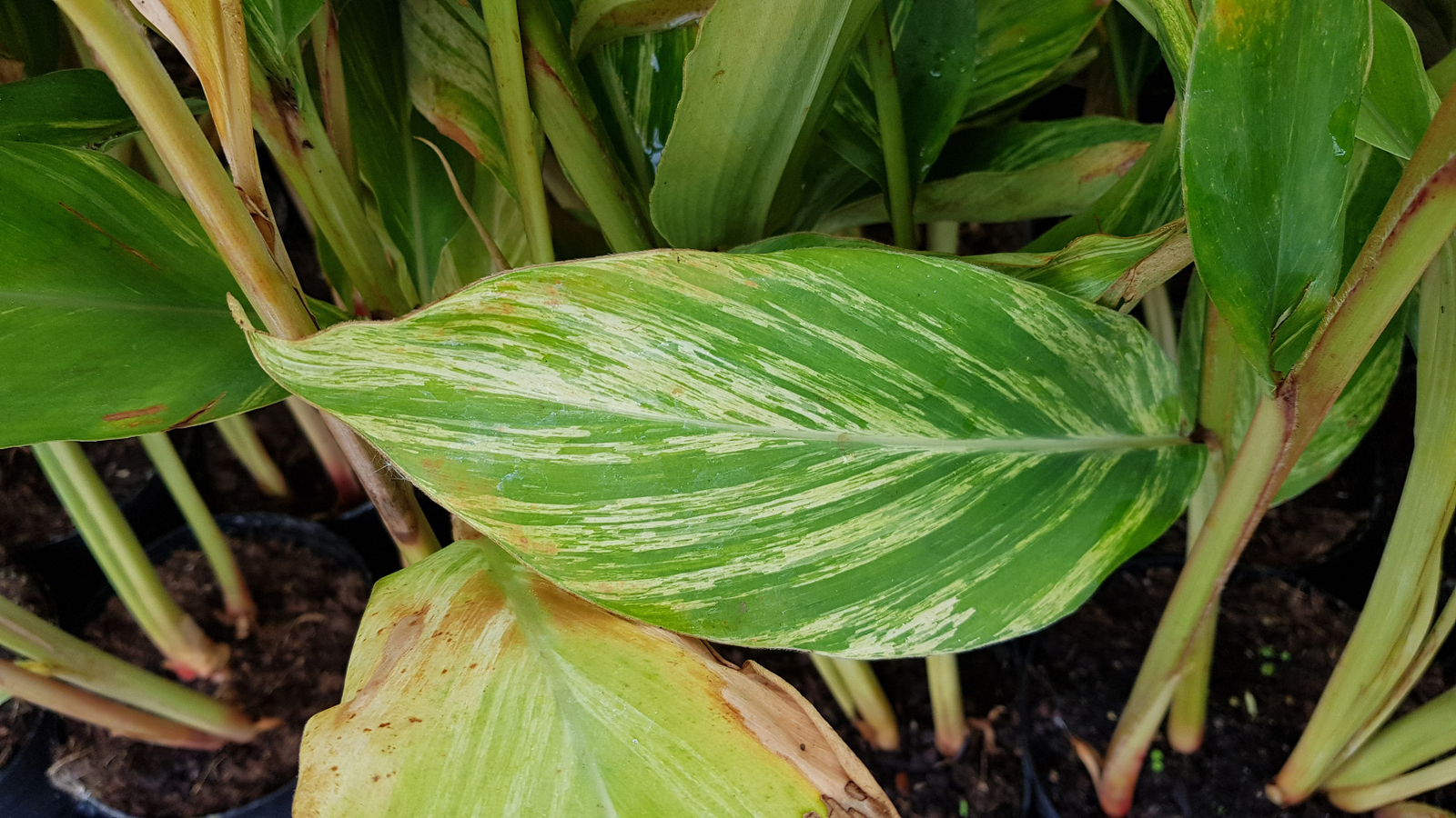 Borlai Set Pigiama Famiglia In Cotone - Coordinato Per Donna, Uomo, Bambino E Neonato - Foto 2
