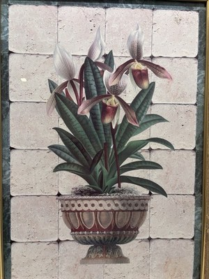  South Seas Orchids I  Fine Art Print Framed, Franco D ottore, Rare Decor Gifts!