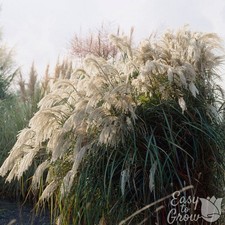 Miscanthus Purpurascens Grass 2 Potted Plants Rooted in Quart Pots,