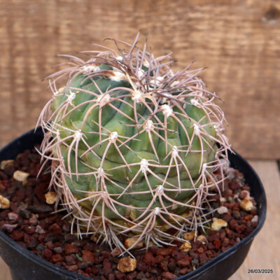 A2147 GYMNOCALYCIUM SPEGAZZINII pot14-H10-W9 cm MaMa cactus | eBay