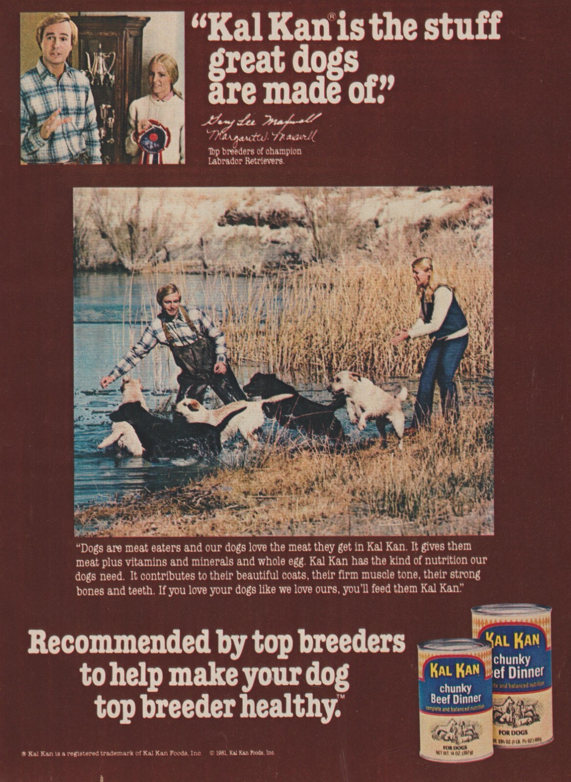 - Top Breeder Champion Labrador Retrievers -print Ad Photo