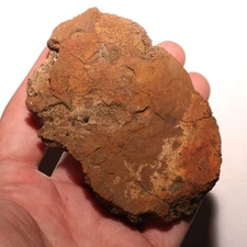 Ankylosaurus Scute Armor - Dinosaur Fossil - Hell Creek Formation Cretaceous