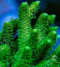 Live coral Green Slimer Acropora SPS Coral 2” Frag Reef Tank