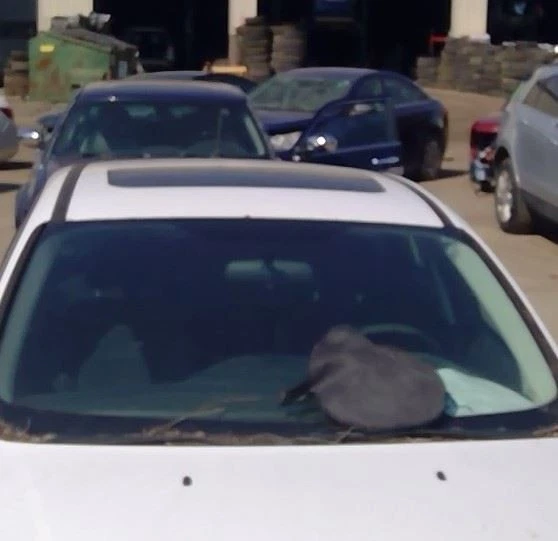 2014 Ford Focus Rear Driver Left LH Door Trim Panel in Black & Gray - Изображение 3 из 4