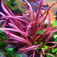 Cryptocoryne spiralis red Live Aquarium Plants Tropical Aquascaping Rare K2AQUA