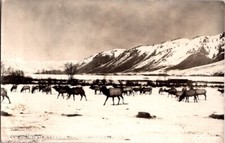 RPPC Elk on Winter Feeding Ground Jackson Hole, Wyoming WY 1953