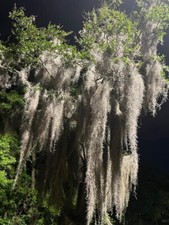 Spanish Moss from Southern Alabama 1 gallon -Freshly Picked