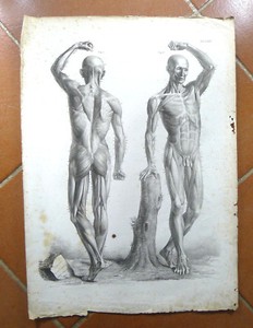 18 Medicina Anatomia Disegno Interor Design Stampa Antica Corpo Umano Muscoli Ebay