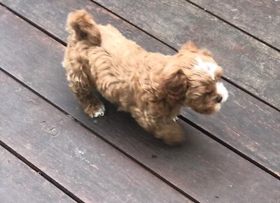 cavoodles for sale gumtree