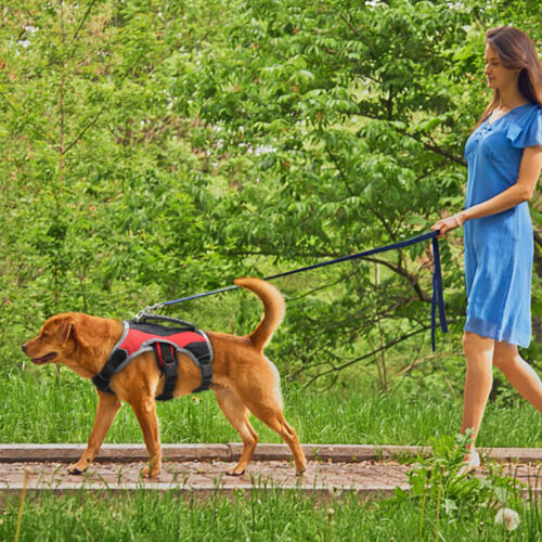 Poitrine de Sport harnais pour chien moyen à grand réfléchissant Gilet Souple - Picture 12 of 14
