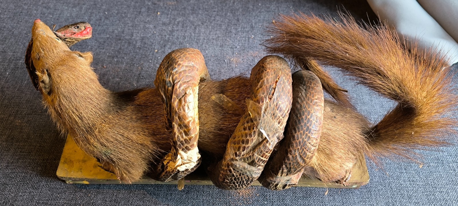 Rare Vintage Taxidermy Display – Cobra vs Mongoose Fight Scene | Pakistan 1970s