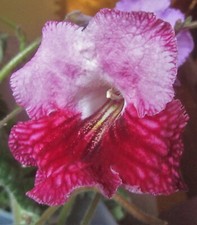 Streptocarpus 100+ prímula del cabo: colores y formas mixtas