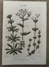 Antique Print Goosegrass Woodruff & Yarrow 1912 Botanical Wild Flowers