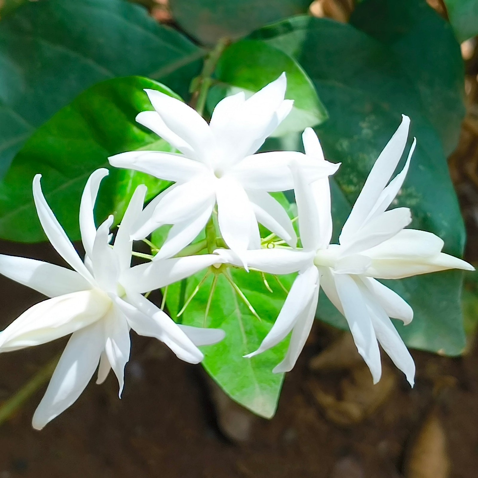 Jasmine Sambac Belle of India 1 Potted Plant Rooted in a Quart Pot, Easy to Grow