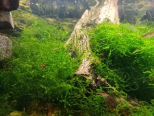 Java Moss Vesicularia Dubyana PREMIUM ORGANIC - FREE SHIPPING 