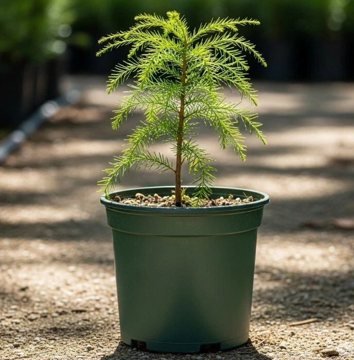 Ciprés calvo de hoja perenne en maceta de 1 galón exterior Taxodium Distichum vivo Foto 2 de 4