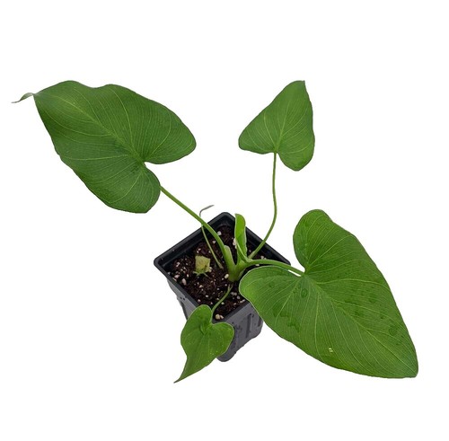 pilea moon valley plant Pilea 'Moon Valley' – The Plant Lady SF main image 1