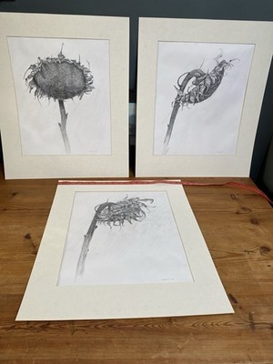 Set 3 Original Botanische Sonnenblumen Zeichnungen Signiert 1997 Graphit Bleistift Kunst A3