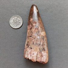 Triassic Phytosaur 71mm Fossil Tooth - Redonda Formation New Mexico