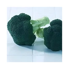 Broccoli Green Magic Hybrid Great Vegetable by Seed Kingdom 15 Seeds