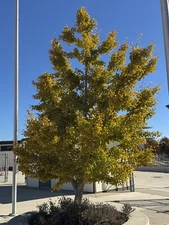 Ginkgo Biloba Tree Seeds | Maidenhair Nuts Perennial Seed For 2024 Fast Shipping