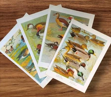 Set 4 Vintage British Birds Ducks and Geese Book Print Pictures Mallard Teal 