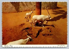 Vintage 1969 Arabian Oryx Postcard from Los Angeles Zoo Dexter Press