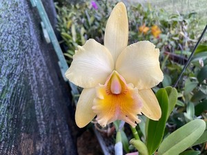 Blc. Gov. Nikki Haley (Kure Beach x George King) Cattleya Orchid Plant