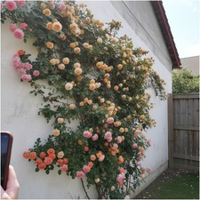 300 Mixed Climbing Rose Rosa Seeds for Planting Outdoors -Heirloom Garden Vine H